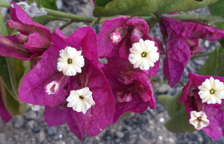 bougainvillea glabra.jpg